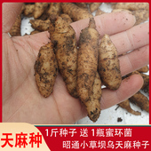 天麻种子苗送蜜环菌天麻种植籽白头麻云南昭通小草坝乌天麻