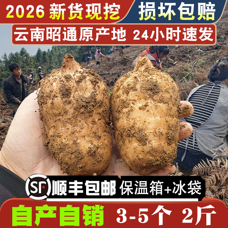 新鲜天麻1000g2斤昭通小草坝乌天麻云南仿野生500g1斤非干货特级