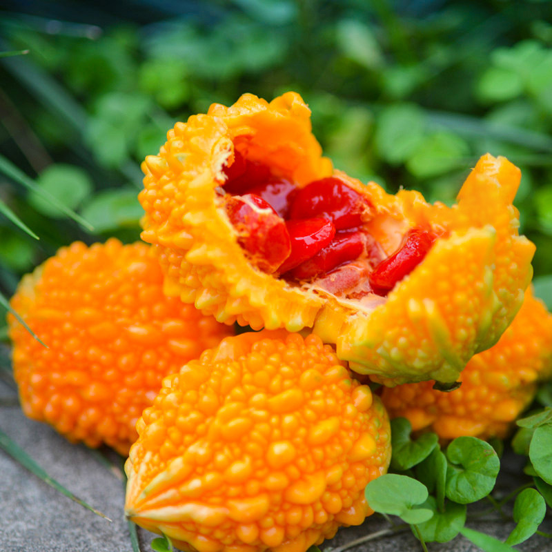 小癞瓜种籽种子苗赖葡萄金铃子金癞瓜苦瓜红娘果四季蔬菜孑菜籽秧