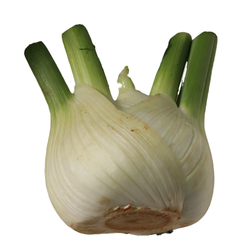 球茎茴香种籽子孑菜高产结球型回香阳台盆栽秋季四季菜蔬菜苗秧子