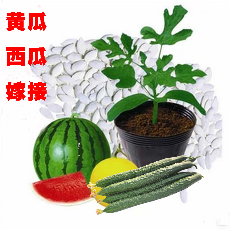 砧木种子白籽南瓜日本雪松