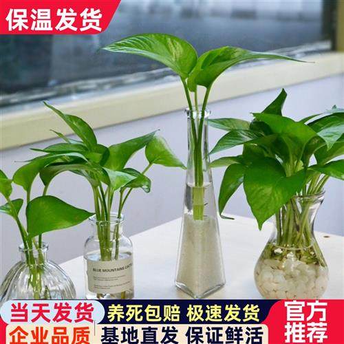 绿萝室内盆栽水培玻璃瓶小长藤吊兰植物桌面小绿植吸办公室除甲醛