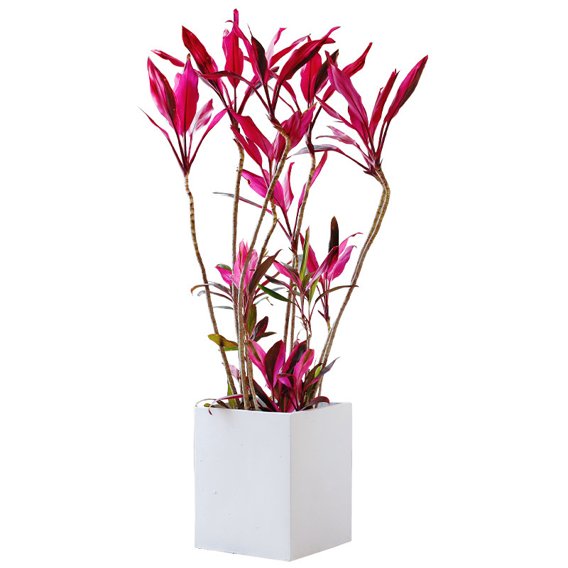红叶朱蕉大型室内盆栽客厅办公室北欧网红植物龙血树净化空气绿植