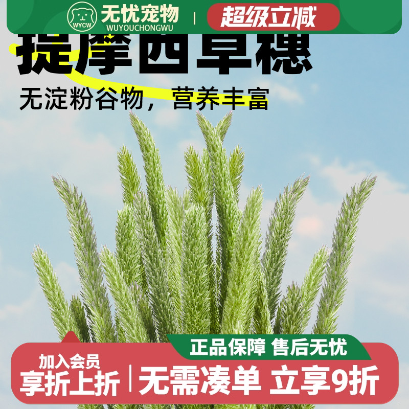 25烘干提摩西草穗 岷县北提兔子龙猫荷兰猪干草兔粮兔饲料磨牙草