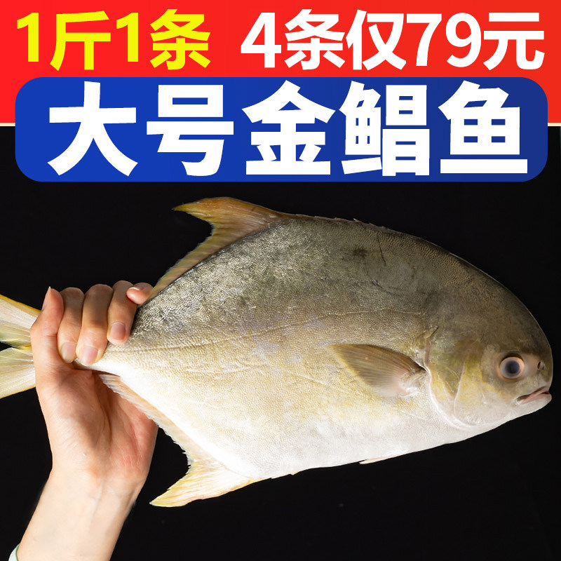 海捕金鲳鱼新鲜镜鱼金昌鱼平鱼海鱼海鲜水产鲜活冷冻顺丰包邮批发