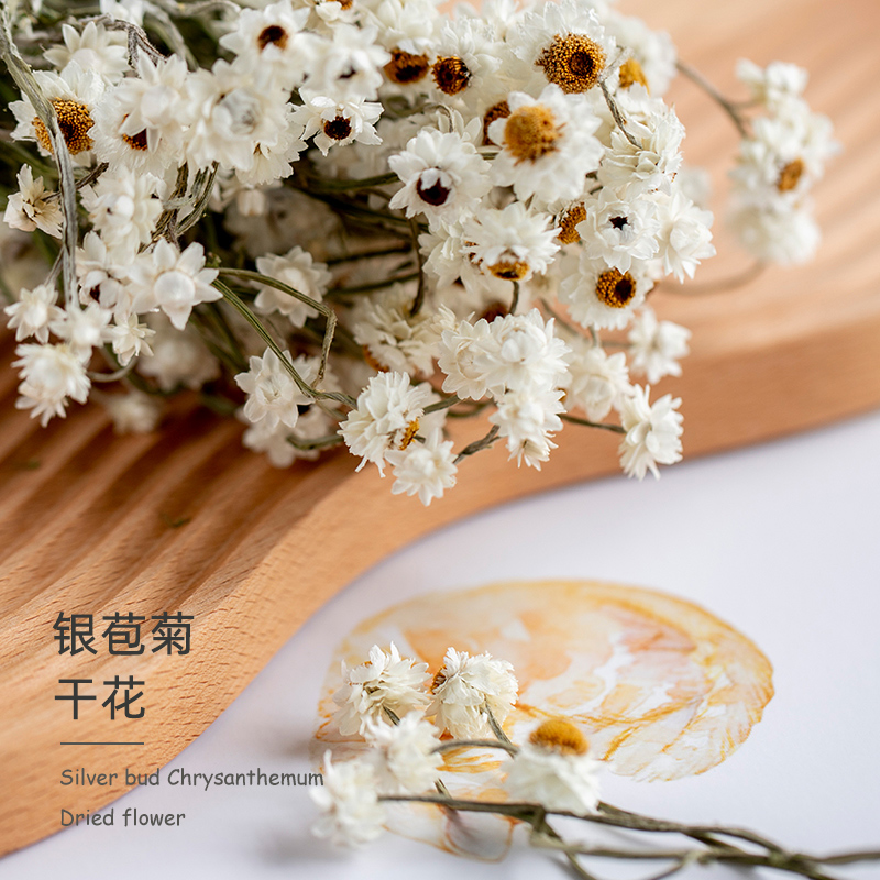 蔓玥银包菊干花花束雏菊5朵小白菊家居摆件天然真花插花diy装饰