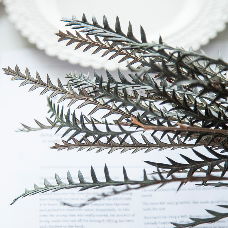 蔓玥 大叶南洋杉永生干花diy香薰蜡烛香薰蜡牌干花装饰 1g装