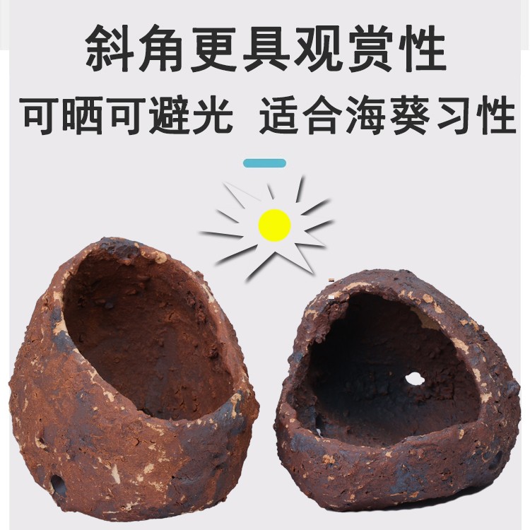 珊蓝海洋AS奶嘴海葵窝海葵巢珊瑚固定防跑繁殖躲避罐海水珊瑚造景图片