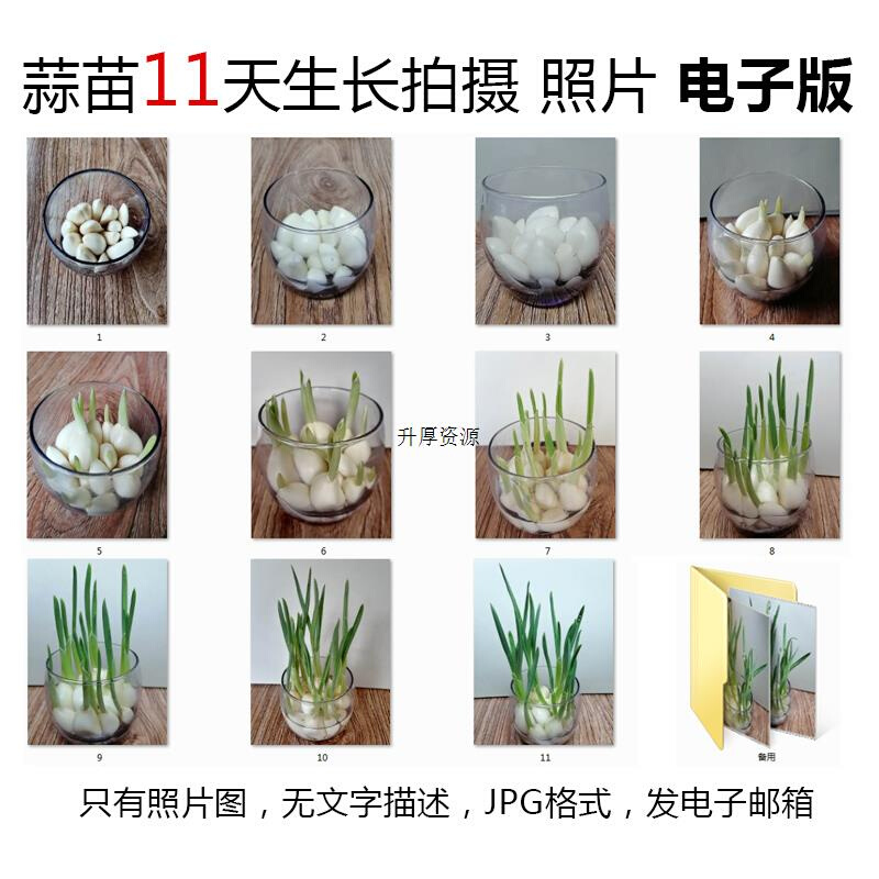 P11大蒜水培植物生长JPG图片素材--蒜苗成长观察记11天照片