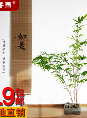 红观音竹云文米竹子苗内门造小盆栽景素材书房庭院阳台茶室内绿植