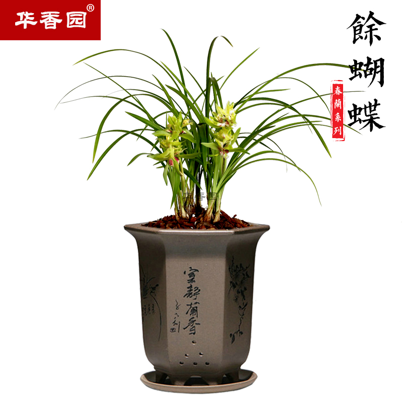 华香园兰花 余蝴蝶 春兰浓香型室内外办公桌盆栽花卉绿植