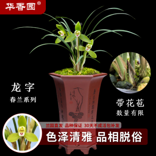 浓香型 春兰铭品老八种之一 盆栽盆景绿植花卉 龙字 华香园兰花