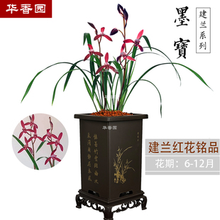 华香园兰花 墨宝 建兰铭品红花 不带花苞  办公室内盆栽耐阴绿植
