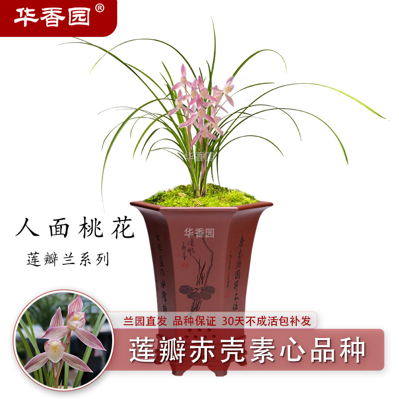 兰花苗【人面桃花】莲瓣兰赤壳素心品种桃红色花办公室内耐阴绿植