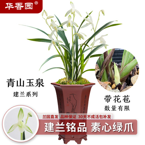 兰花青山玉泉浓香型绿植
