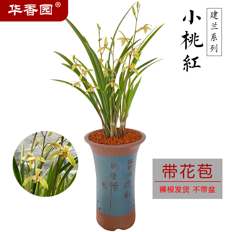 华香园兰花苗 小桃红 建兰四季兰 浓香型办公室盆栽鲜花多肉绿植