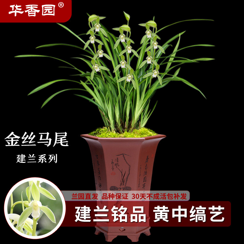 华香园兰花 金丝马尾 黄中缟艺 线艺兰名品兰花苗浓香型绿植花卉