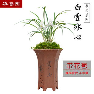 华香园兰花苗白雪冰心春兰浓幽香型办公室内耐阴盆栽花卉阿里山素