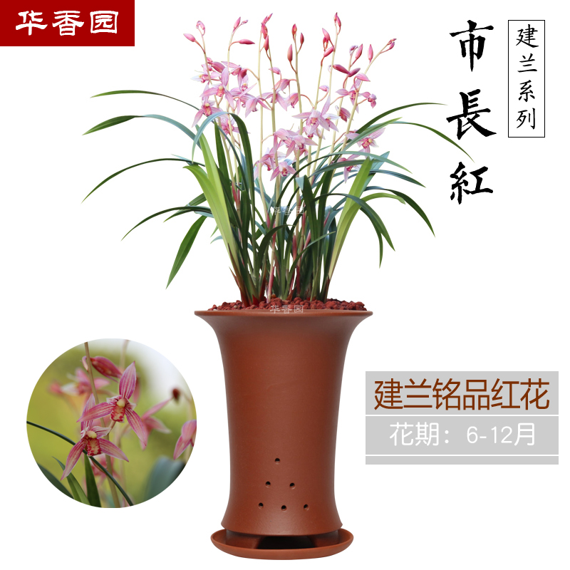 华香园兰花市长红建兰红花