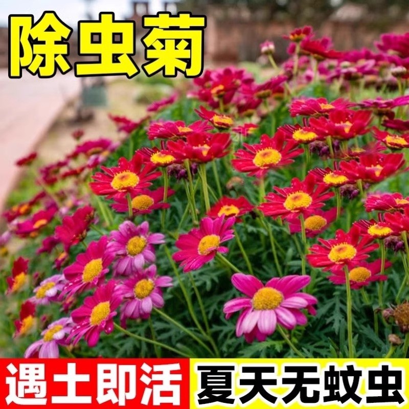 家里阳台花盆小院的种一些 除虫菊 种植简单易成活,好看又驱虫