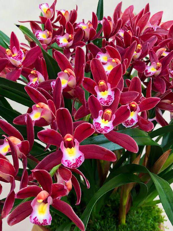 超香 名贵兰花苗盆栽【红双喜】室内花卉四季建兰浓香 绿植