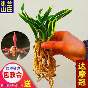 达摩冠 金边兰花墨兰 矮种迷你盆栽办公室桌面绿植观花 超值