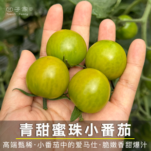 春天再见·团子家 果园翡翠青甜2号小番茄绿色青口蜜青霞宝石