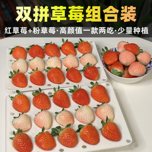 新品草莓双拼·团子家的果园组合装花香香野隋珠粉玉桃熏粉色顺丰