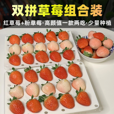 团子家双色草莓·一款两吃