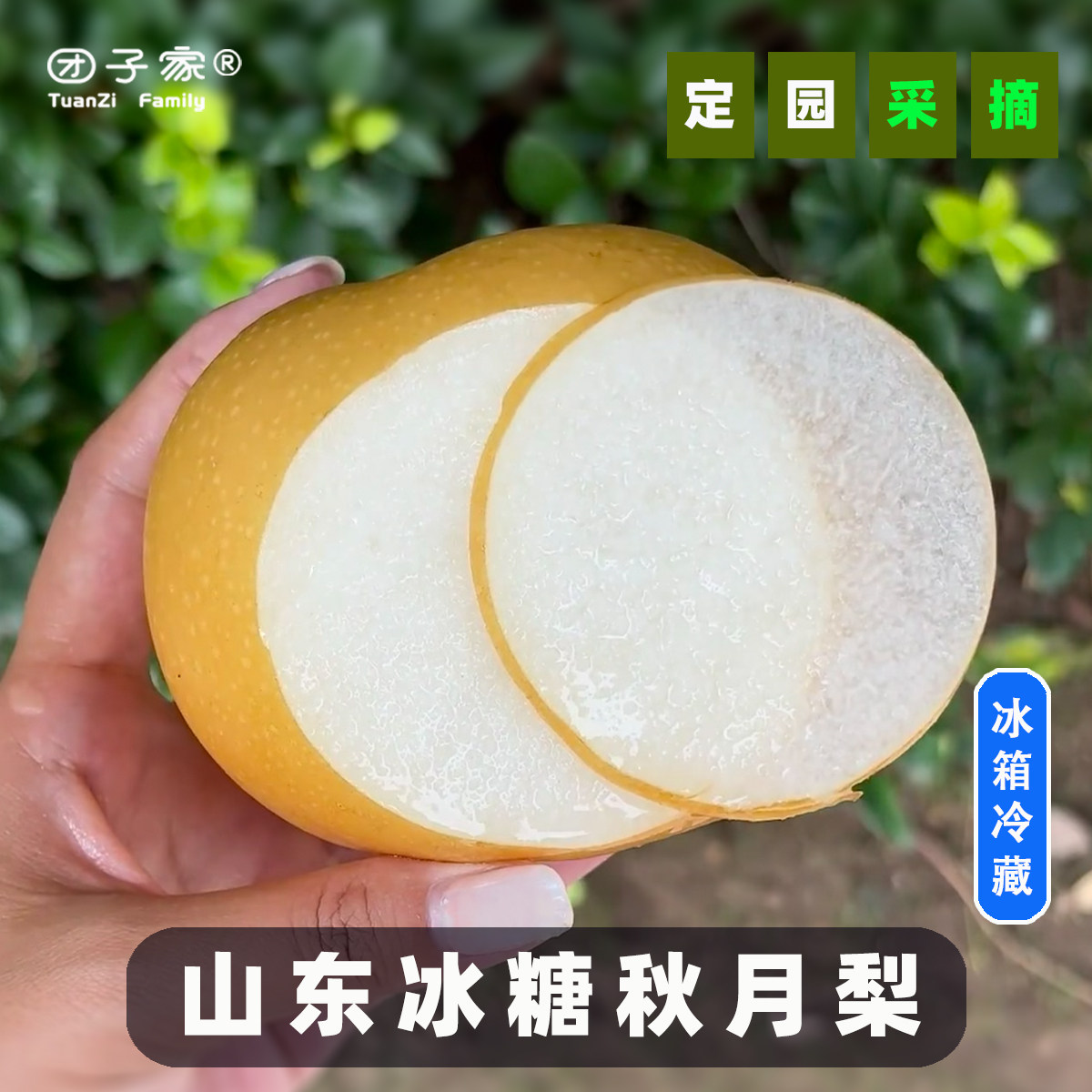 甘甜多汁·团子家的果园正宗山东冰糖秋月梨甘甜临沂沂蒙山莱阳,水产肉类/新鲜蔬果/熟食,梨,淘宝优惠券,粉丝福利购,淘宝优惠卷