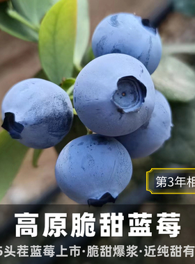 头茬上市·团子家的果园脆甜花香蓝莓盒装云南头茬特大L25顺丰