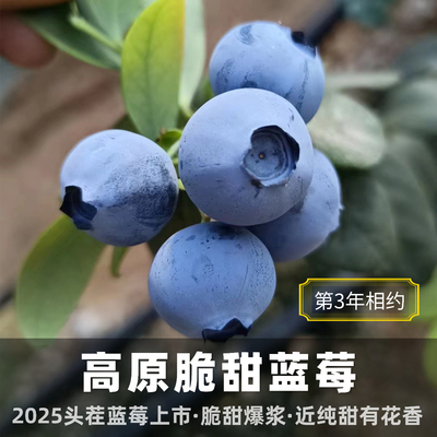 脆甜标杆·团子家纯甜蓝莓