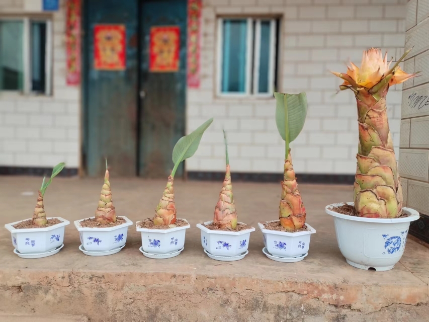 地涌金莲千瓣佛陀花大型花卉绿植带盆发货庭院景观花云南产地直发