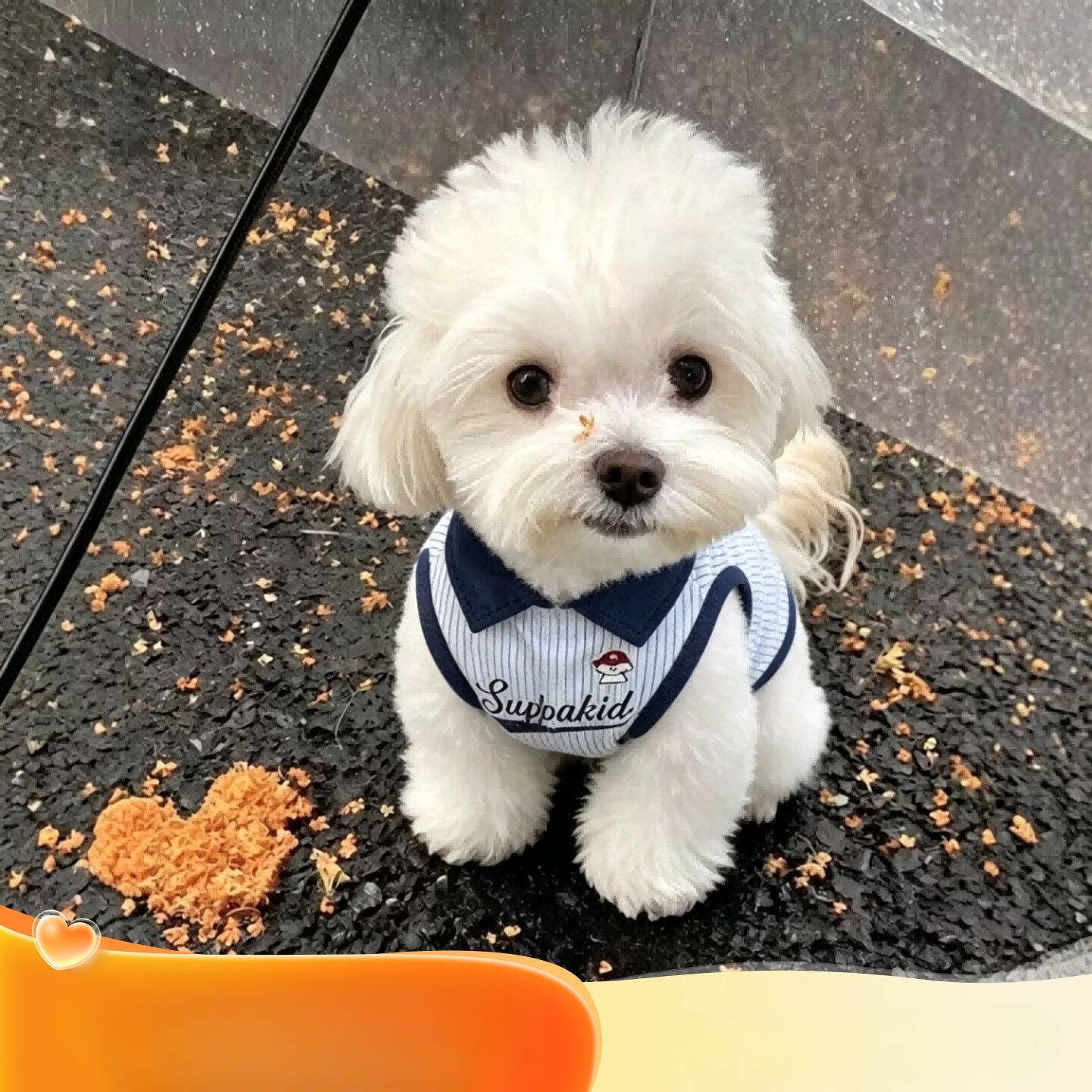 宠物夏季薄款衣服萌系卡通狗狗背心中小型犬比熊泰迪法斗潮服