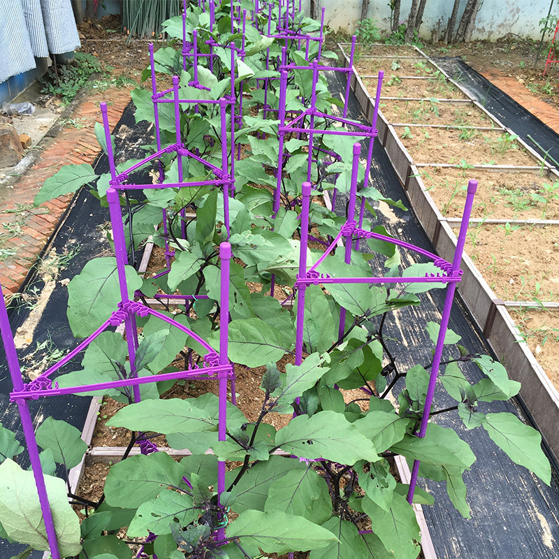 种菜架花盆西红柿攀爬瓜果