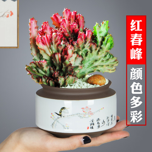 彩麒麟盆栽万重山红春峰仙人掌