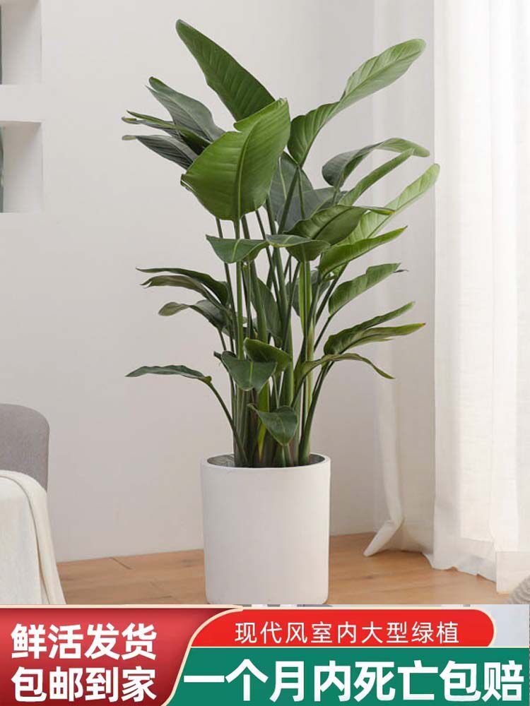 天堂鸟客厅绿植室内大盆栽天堂鸟绿色花草植物盆栽室内四季好养花