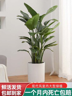 天堂鸟客厅绿植室内大盆栽天堂鸟绿色花草植物盆栽室内四季好养花