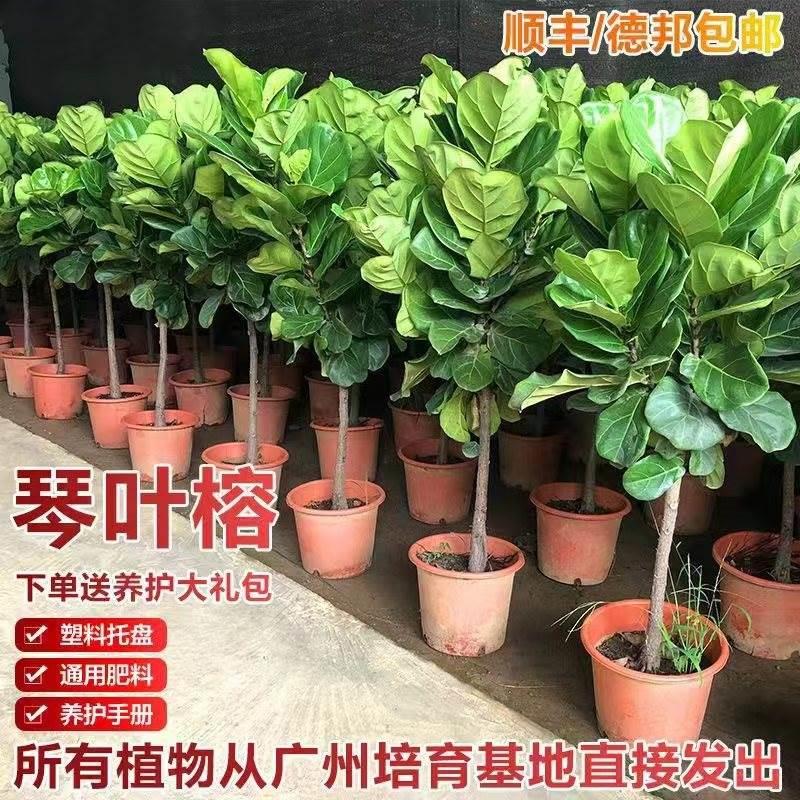 琴叶榕盆栽客厅室内四季常青大叶耐阴绿植乔迁新家吸甲醛好养植物