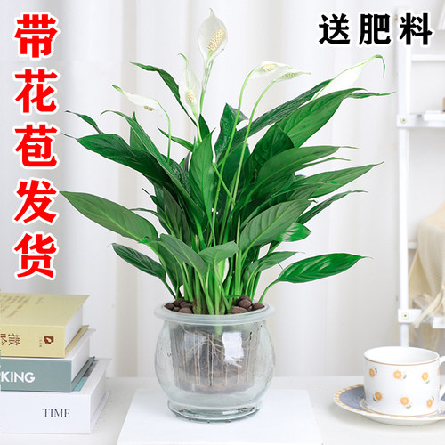 盆栽水培植物四季开花白掌