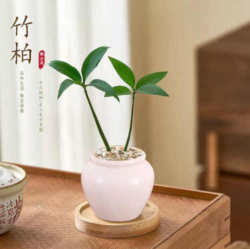 竹柏盆栽客厅茶几好养花卉绿植四季常青办公室内桌面净化空气植物