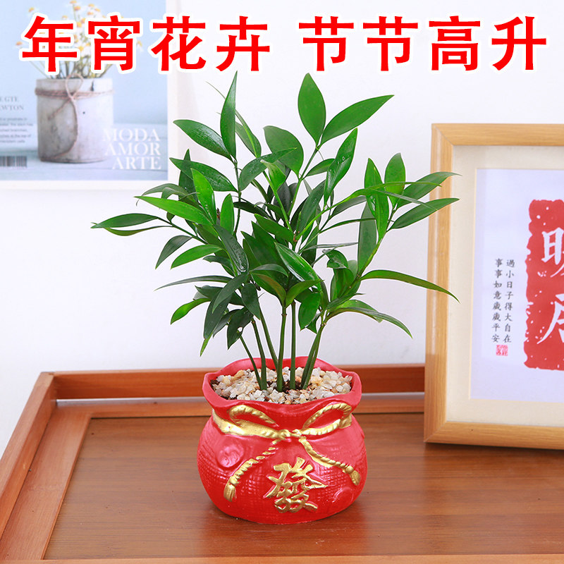 竹柏盆栽室内客厅好养花卉
