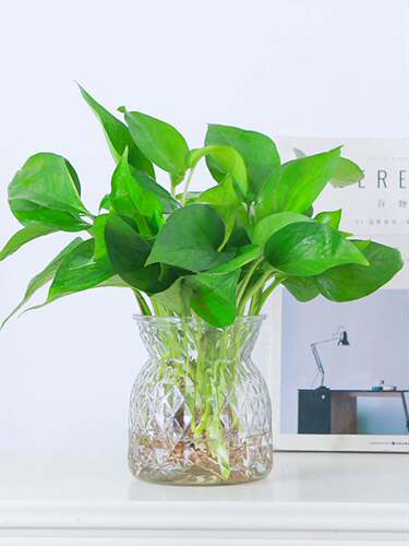 水培绿萝盆栽卧室绿植好养新房净化空气垂吊四季常青室内好养