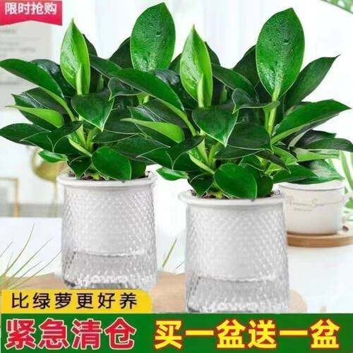 【吸甲醛植物】大叶金钻盆栽室内绿植办公室客厅四季常青水培土培