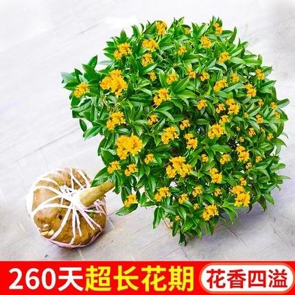 晒物桂花树苗盆栽室内好养殖图片