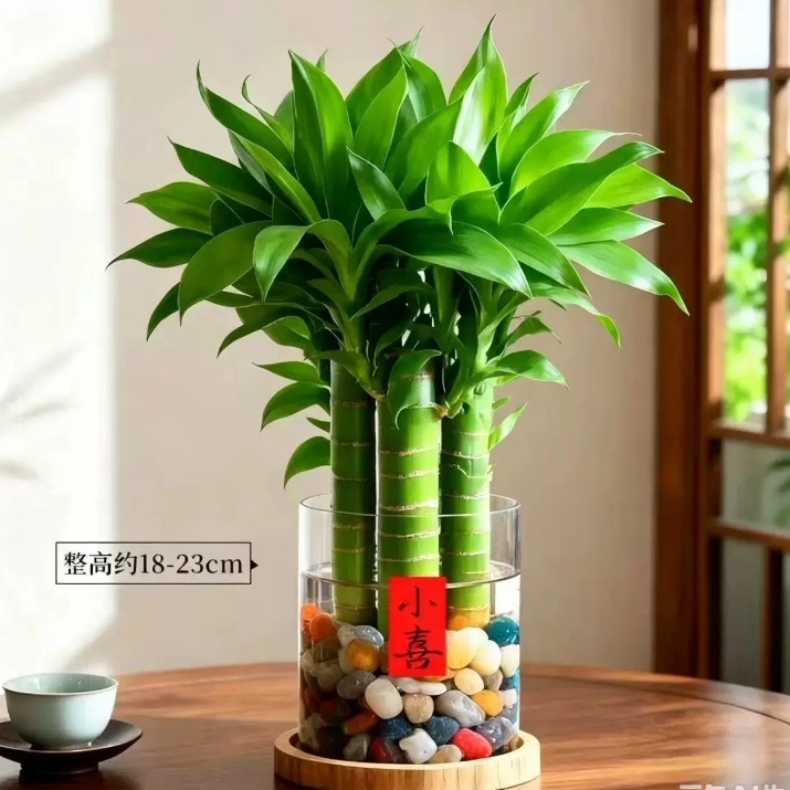 文昌竹4支金榜题名水培绿植室内书桌办公室桌面富贵竹盆栽好养活