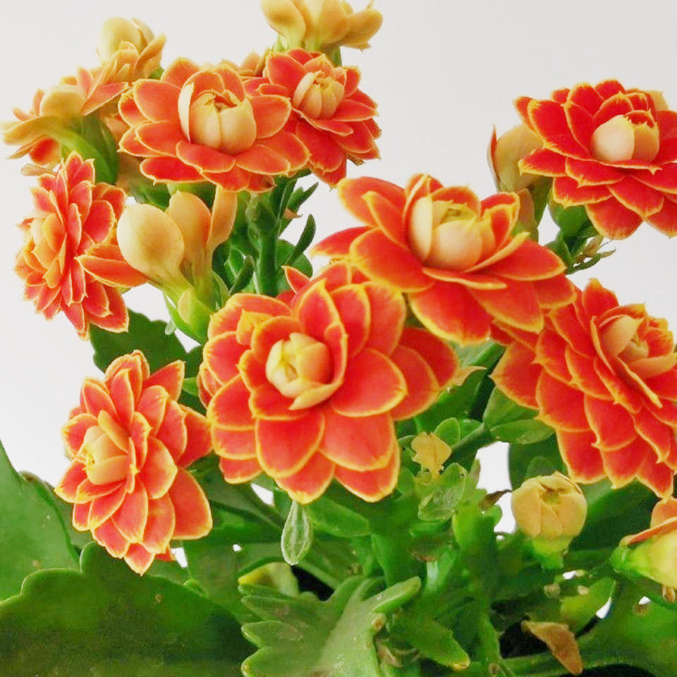 金狐狸长寿花盆栽重瓣花大花卉植物室内花好养活四季客带花苞发货