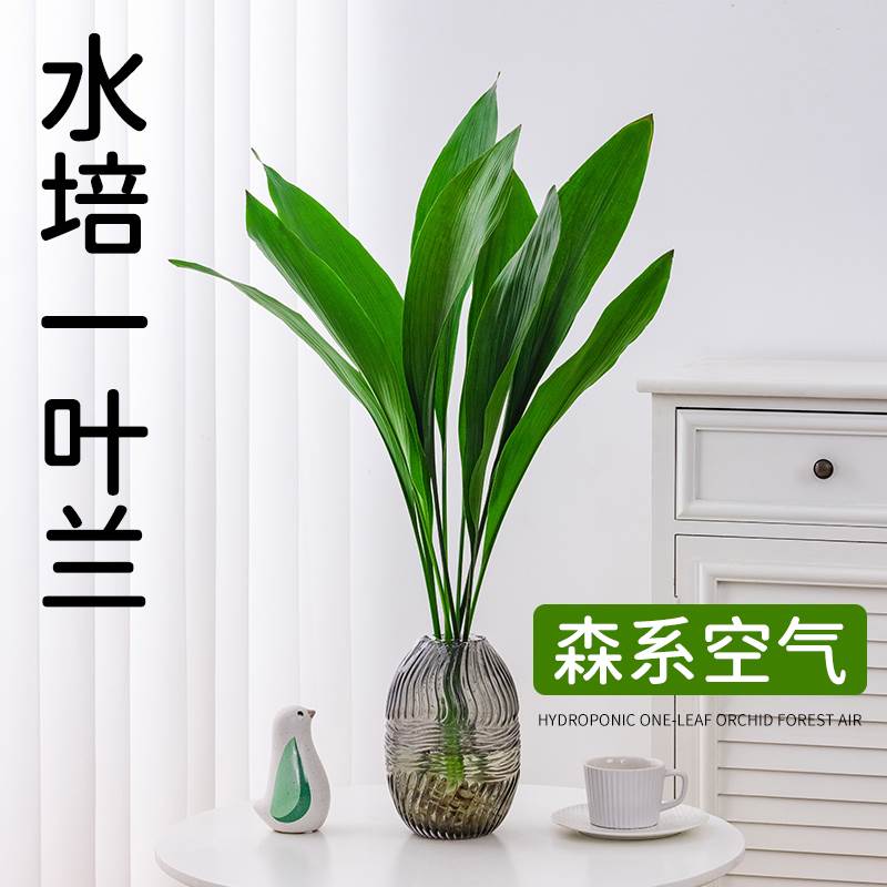 水培一叶兰绿植室内盆栽四季常青客厅网红水养植物好养活懒人绿萝图片