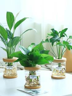 绿萝水培盆栽植物室内花卉绿植办公室绿箩发财树除甲醛富贵竹薄荷