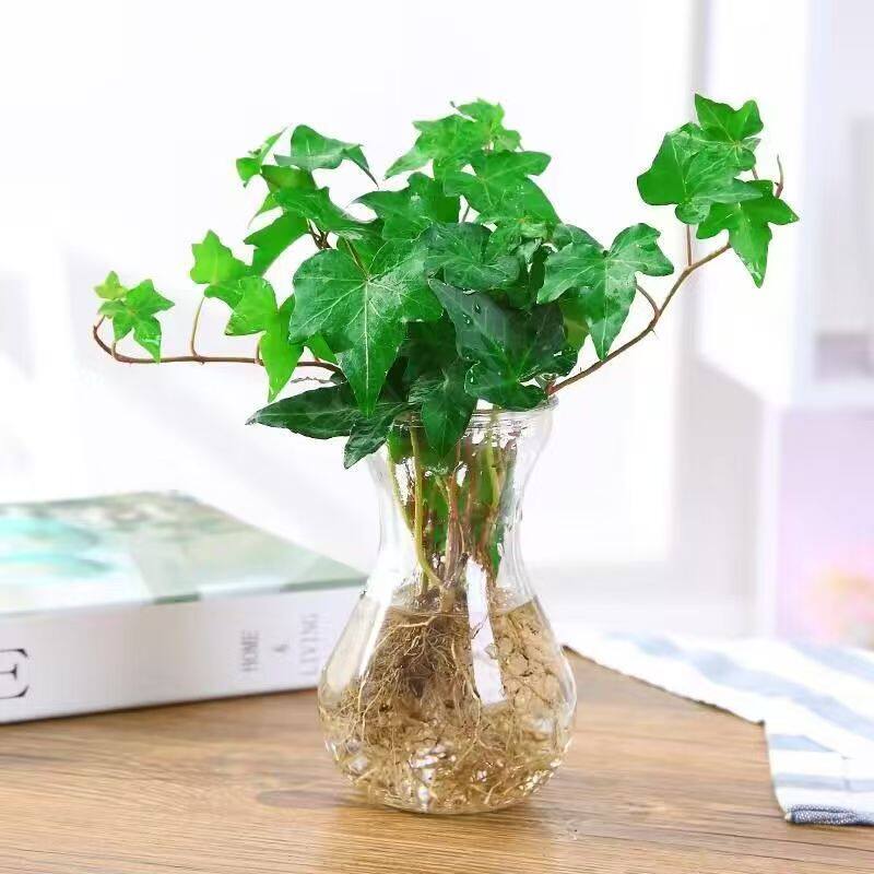 水培植物青叶常春藤盆栽长春藤水生吊兰花卉办公室内花苗盆景绿植